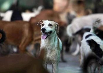 बंगाल के शहर में 3 दिनों में 200 से अधिक कुत्तों को मृत पाया गया