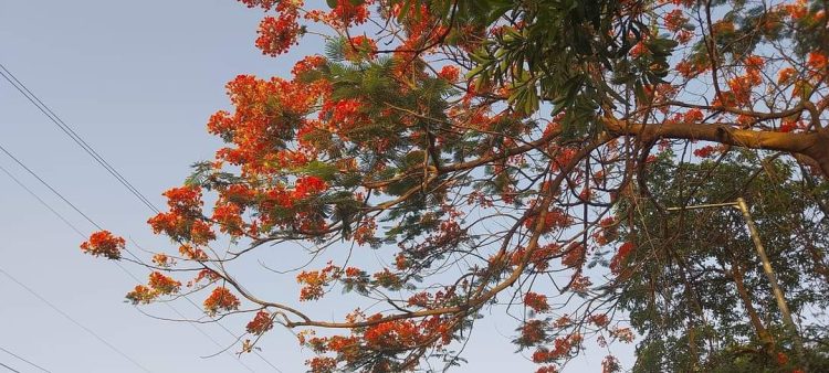 प्रकृति के यौवन का श्रृंगार