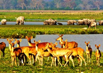 Assam में पर्यटकीय स्थान: अगर आप प्रकृति के करीब रहना चाहते हैं तो एक बार इन प्रसिद्ध असम जगहों पर जाएं।