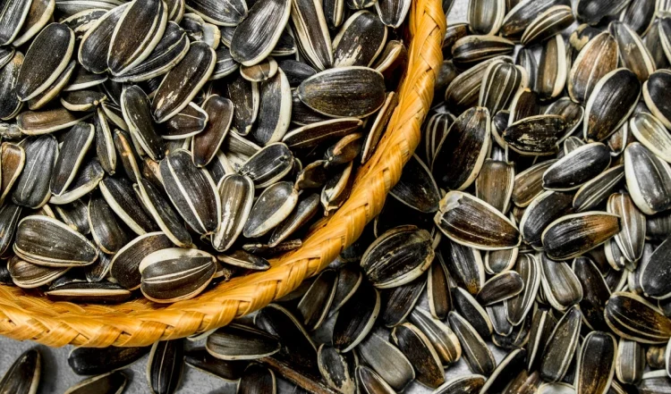 Sunflower Seeds को नाश्ते में कुछ भी खाने की बजाय खाने से आपको बहुत फायदे मिलेंगे।