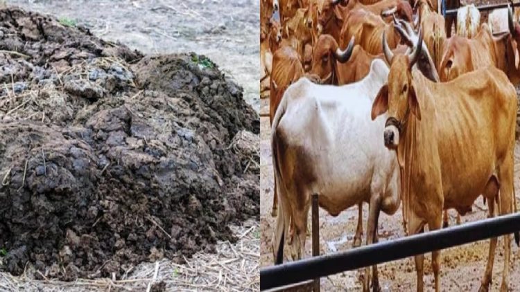 ग्रामीणों की खुशी का ठिकाना नहीं, यहां की सरकार गाय का गोबर खरीद रही है; जानिए क्या है इसका रेट?