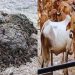 ग्रामीणों की खुशी का ठिकाना नहीं, यहां की सरकार गाय का गोबर खरीद रही है; जानिए क्या है इसका रेट?