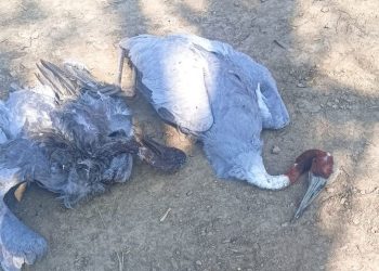 इटावा में मरणासन्न हालत में मिले 4 सारस: दो की मौत, दो अब भी बेहोश, शिकार के लिए जहरीली दवा देने का शक – इटावा समाचार।