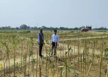 कानपुर में लगाए जाएंगे 45 लाख पौधे: हर वार्ड के एक पार्क में होगा पौधारोपण, ग्रीन बेल्ट भी हुई चिन्हित – Kanpur News
