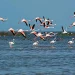 Odisha Tourism: ओडिशा का अनोखा पर्यटन स्थल – चिलिका झील