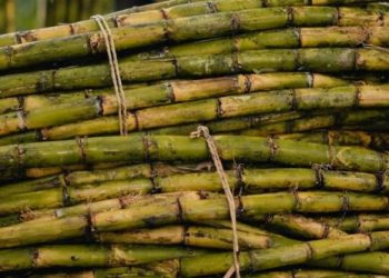 क्या डायबिटीज में गन्ने का जूस सुरक्षित है? जानें एक्सपर्ट की सलाह
