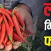 डायबिटीज में नसों के दर्द से राहत दे सकती है लाल मिर्च का खास तत्व? जानिए क्या कहते हैं विशेषज्ञ