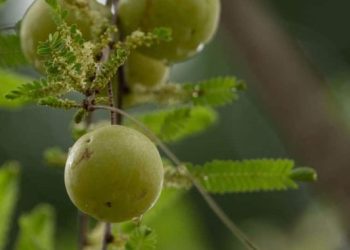 आंवला खाने से शरीर को मिल सकते हैं ये फायदे, पीएम मोदी ने भी किया इसका जिक्र