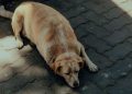 Fat Dogs Of Delhi ने खींचा लोगों का ध्यान, कुत्तों के बढ़ते वजन पर उठे सेहत से जुड़े सवाल