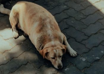 Fat Dogs Of Delhi ने खींचा लोगों का ध्यान, कुत्तों के बढ़ते वजन पर उठे सेहत से जुड़े सवाल