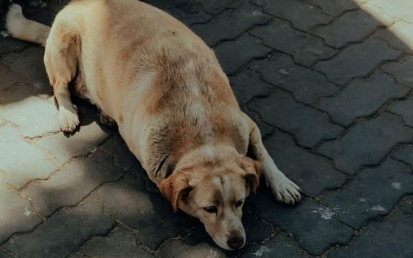 Fat Dogs Of Delhi ने खींचा लोगों का ध्यान, कुत्तों के बढ़ते वजन पर उठे सेहत से जुड़े सवाल