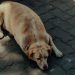 Fat Dogs Of Delhi ने खींचा लोगों का ध्यान, कुत्तों के बढ़ते वजन पर उठे सेहत से जुड़े सवाल