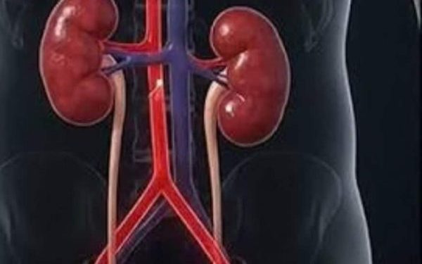 क्रिएटिनिन बढ़ना किडनी की परेशानी का संकेत, ऐसे रखें इसका स्तर कंट्रोल