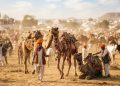 Winter Travel Calendar: पुष्कर मेले से पतंग महोत्सव तक, सर्दियों में घूमने के 4 खास मौके