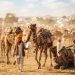 Winter Travel Calendar: पुष्कर मेले से पतंग महोत्सव तक, सर्दियों में घूमने के 4 खास मौके