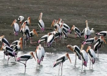 सर्दियों में Bird Watching के लिए भारत की 5 शानदार जगहें, जहां दिखेंगे खूबसूरत प्रवासी पक्षी