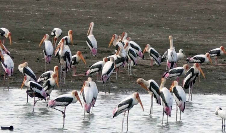 सर्दियों में Bird Watching के लिए भारत की 5 शानदार जगहें, जहां दिखेंगे खूबसूरत प्रवासी पक्षी