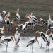 सर्दियों में Bird Watching के लिए भारत की 5 शानदार जगहें, जहां दिखेंगे खूबसूरत प्रवासी पक्षी